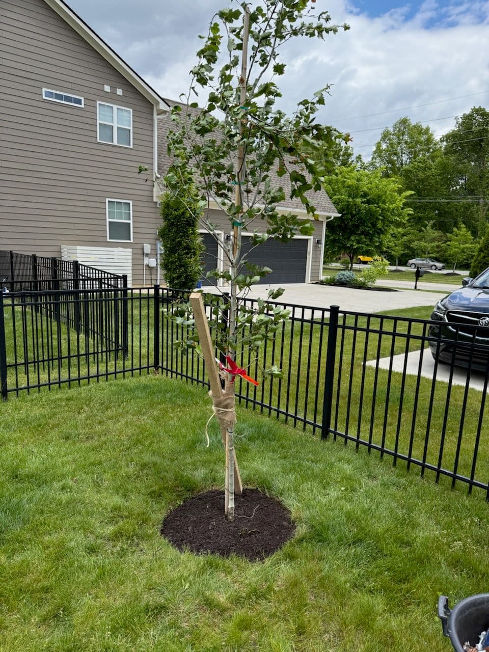 Project New Tree Planting in Fishers Yards image